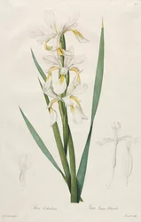 Iris à bandes dorées, 1812