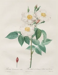 Les Roses : Rosa Damascena, subalba, 1817-1824