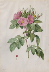 Rose des pâturages Rosa Carolina Corymbosa, 1817-1824