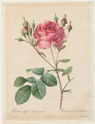 Rosa Centifolia Anglica Rubra, 1817-1824