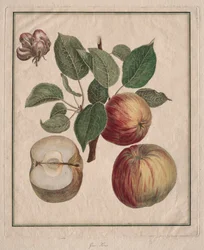 Pomme avec feuille et fleur de fruit