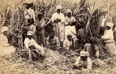 Coupeurs de canne à sucre, Jamaïque