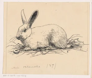 Lapin