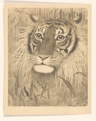 Tête de tigre