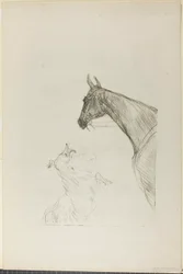 Cheval et colley