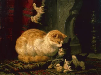 Chatons en train de jouer