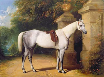Un cheval gris près des grilles du parc, 1851