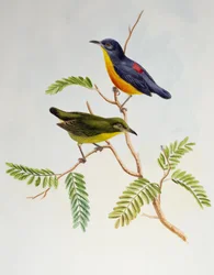 Dicaeum trigonostigma à ventre orange, de Birds of Asia