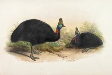 Casoar du Sud, Casuarius casuarius