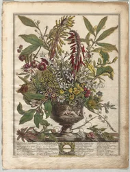 Douze Mois de Fleurs : Janvier