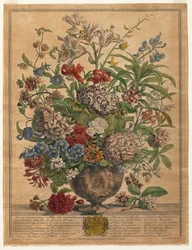 Douze mois de fleurs : Juillet