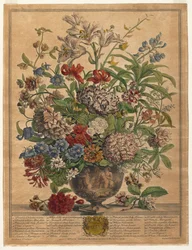 Les Douze Mois de Fleurs : Juillet, 1730