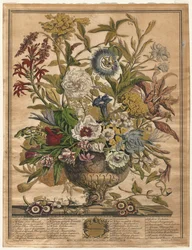 Douze mois de fleurs : Septembre
