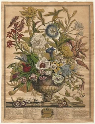 Douze mois de fleurs : Septembre