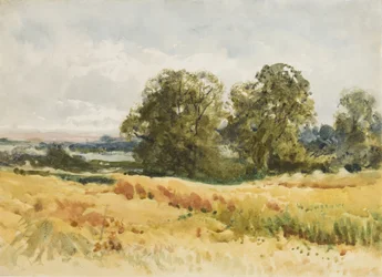 Champ de moisson, vers 1910