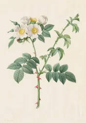 Églantier ou Rosier des chiens (Rosa Leucantha)
