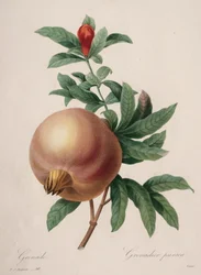 Choix des plus belles fleurs...plus beaux fruits: Grenade