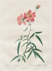 Les Roses : Rosa Longifolia