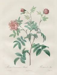 Les Roses: Rosa cinnamomea