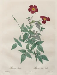 Les Roses: Rosa indica