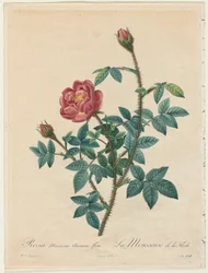 Rose mousseuse