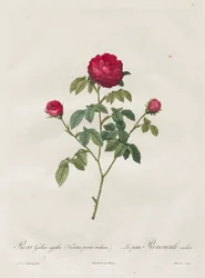 Rose de Provence ou Rose française