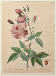 Les Roses : Rose de Chine ou du Bengale