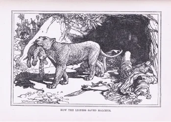 Comment la lionne a sauvé Malcus