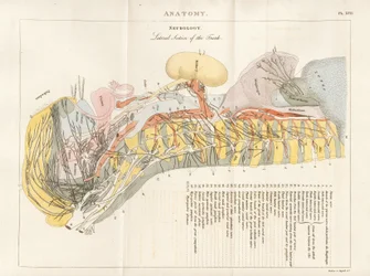 Section latérale du tronc - Neurologie
