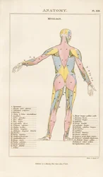 Musculature du corps humain - Vue postérieure