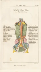 Vue du canal thoracique et des principaux absorbants