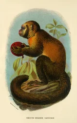 Capucin à tête lisse, 1896