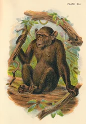 Le chimpanzé chauve, 1897