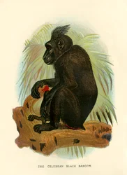 Le babouin noir des Célèbes, 1896