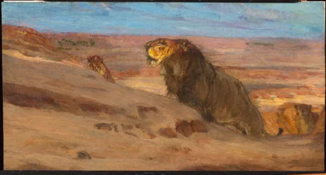 Lions dans le désert