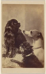 Floss, Daisy  Fairy ; Chiens de Barroness [sic] McClifford. Peint par Mme Pointer.