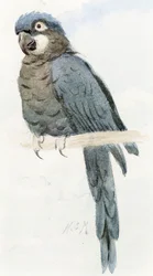 Ara hyacinthe, vers 1890