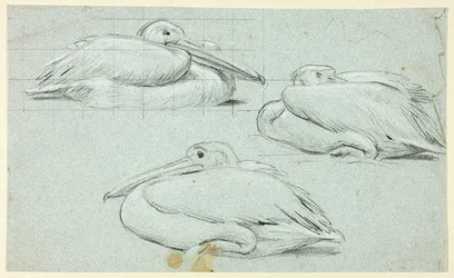 Trois croquis de pélicans