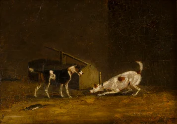 Deux terriers chassant des rats