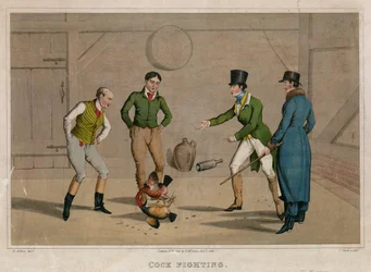 Combat de coqs