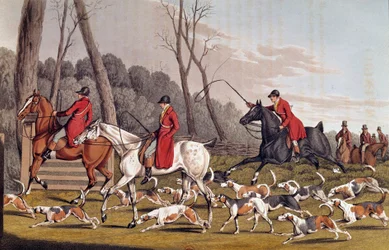 La chasse au renard