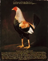Fou, un coq de bouleau