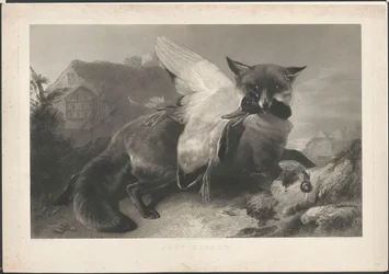 Just caught: un renard a volé un canard. D