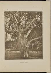 Banyan, avec de jeunes tiges d