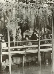 Une tonnelle de glycine à Kameido, 1910