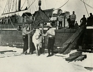 Débarquement des poneys, vers 1910-1913, 1913