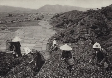 Japon dans les années 1920 : Récolte de thé