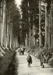 Les Cryptomérias à Nikko, 1910