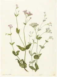 Bladder Senna et Sticky Catchfly
