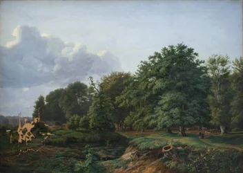 Une forêt près de Hellebæk dans le nord de la Zélande. Après-midi.